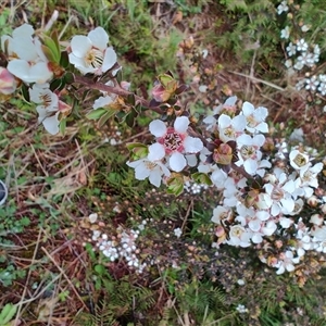 Leptospermum scoparium at West Coast, TAS - 10 Nov 2024