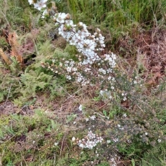 Leptospermum scoparium at West Coast, TAS - 10 Nov 2024