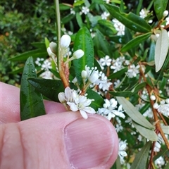 Nematolepis squamea subsp. squamea (Satinwood) at Queenstown, TAS - 9 Nov 2024 by LyndalT