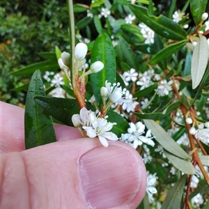 Nematolepis squamea subsp. squamea (Satinwood) at Queenstown, TAS by LyndalT