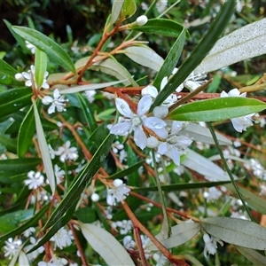 Nematolepis squamea subsp. squamea at Queenstown, TAS - 10 Nov 2024