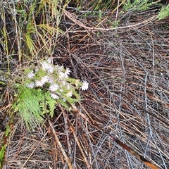 Melaleuca squamea (Swamp Honey-myrtle) at Queenstown, TAS - 10 Nov 2024 by LyndalT