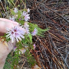 Melaleuca squamea at Queenstown, TAS - 10 Nov 2024