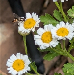 Melangyna viridiceps at Fyshwick, ACT - 9 Nov 2024