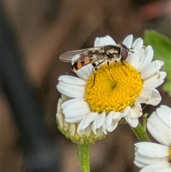 Melangyna viridiceps at Fyshwick, ACT - 9 Nov 2024