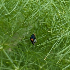 Orcus bilunulatus at Fyshwick, ACT - 9 Nov 2024