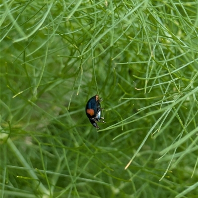 Orcus bilunulatus (Ladybird beetle) at Fyshwick, ACT - 9 Nov 2024 by EmmaCollins