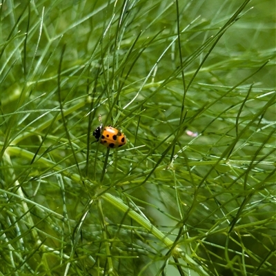 Hippodamia variegata (Spotted Amber Ladybird) at Fyshwick, ACT - 9 Nov 2024 by EmmaCollins