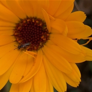 Lasioglossum (Homalictus) sphecodoides at Fyshwick, ACT - 9 Nov 2024