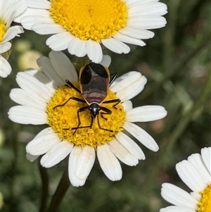 Dindymus versicolor at Fyshwick, ACT - 9 Nov 2024