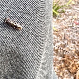 Megalyra sp. (genus) at Aranda, ACT - 10 Nov 2024