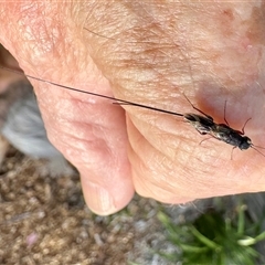 Megalyra sp. (genus) at Aranda, ACT - 10 Nov 2024