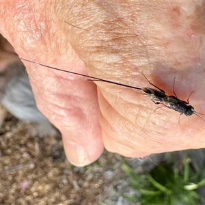 Megalyra sp. (genus) at Aranda, ACT - 10 Nov 2024