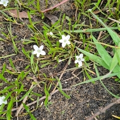 Montia australasica (White Purslane) at Rendezvous Creek, ACT - 9 Nov 2024 by WalkYonder