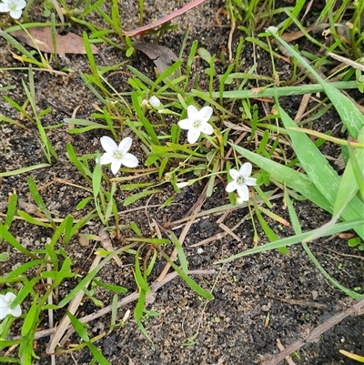 Montia australasica (White Purslane) at Rendezvous Creek, ACT - 9 Nov 2024 by WalkYonder