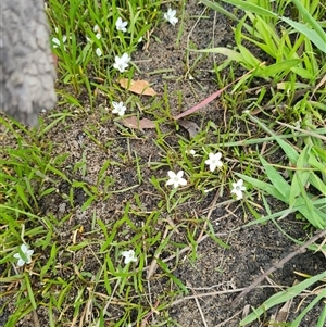 Montia australasica at Rendezvous Creek, ACT - 9 Nov 2024