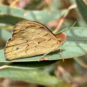 Heteronympha merope at Bonner, ACT - 10 Nov 2024 10:27 AM