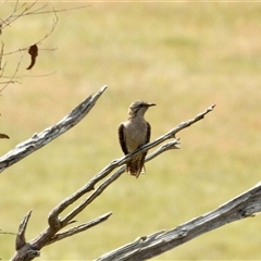 Cacomantis pallidus (Pallid Cuckoo) at Bonner, ACT - 10 Nov 2024 by KMcCue