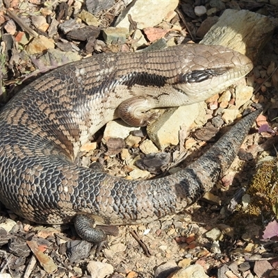 Tiliqua scincoides scincoides (Eastern Blue-tongue) at Bonner, ACT - 10 Nov 2024 by KMcCue