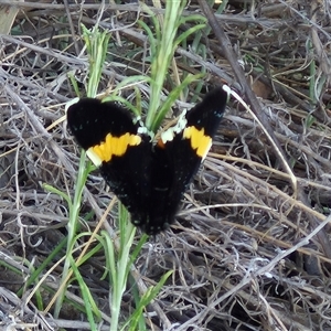 Eutrichopidia latinus at Bungendore, NSW - suppressed