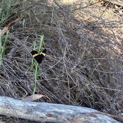 Eutrichopidia latinus at Bungendore, NSW - 10 Nov 2024