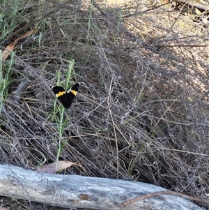 Eutrichopidia latinus at Bungendore, NSW - suppressed