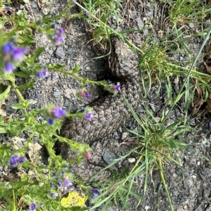 Tiliqua rugosa at Bonner, ACT - 10 Nov 2024