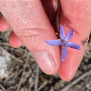 Wahlenbergia capillaris at Bungendore, NSW - 10 Nov 2024