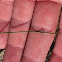 Wahlenbergia capillaris at Bungendore, NSW - 10 Nov 2024