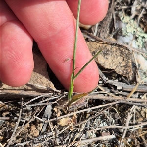 Wahlenbergia capillaris at Bungendore, NSW - 10 Nov 2024