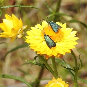 Pollanisus (genus) at Bonner, ACT - 10 Nov 2024