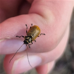 Cadmus (Cadmus) aurantiacus (Leaf beetle) at Bungendore, NSW - 10 Nov 2024 by clarehoneydove