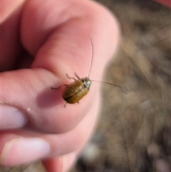 Cadmus (Cadmus) aurantiacus at suppressed - 10 Nov 2024