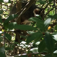 Pseudocheirus peregrinus (Common Ringtail Possum) at Lower Borough, NSW - 9 Nov 2024 by mcleana