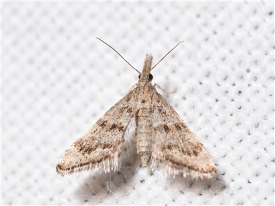 Microchilo gelastis (a Crambid moth (Crambinae)) at Jerrabomberra, NSW - 9 Nov 2024 by DianneClarke