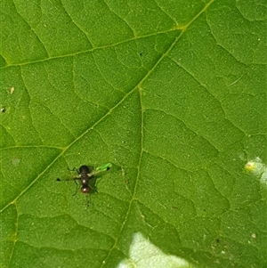 Parapalaeosepsis plebeia at Fyshwick, ACT - 9 Nov 2024