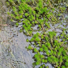 Myriophyllum sp. at Rendezvous Creek, ACT - 11 Nov 2024