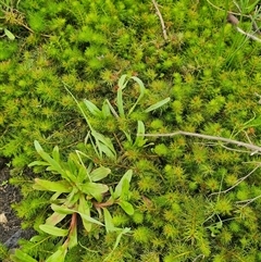 Myriophyllum sp. at Rendezvous Creek, ACT - 11 Nov 2024