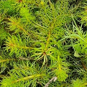 Myriophyllum sp. at Rendezvous Creek, ACT - 11 Nov 2024