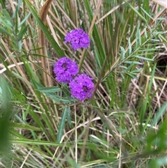 Unidentified Plant at Blaxlands Creek, NSW - 11 Nov 2024 by VickiC