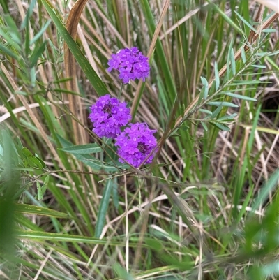 Unverified Plant at Blaxlands Creek, NSW - 11 Nov 2024 by VickiC