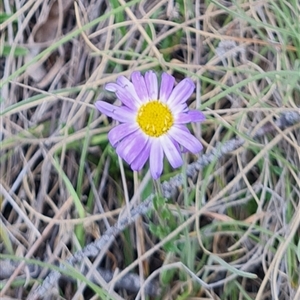 Calotis scabiosifolia var. integrifolia at Rendezvous Creek, ACT - 9 Nov 2024