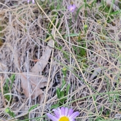 Calotis scabiosifolia var. integrifolia at Rendezvous Creek, ACT - 9 Nov 2024