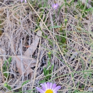 Calotis scabiosifolia var. integrifolia at Rendezvous Creek, ACT - 9 Nov 2024 03:46 PM