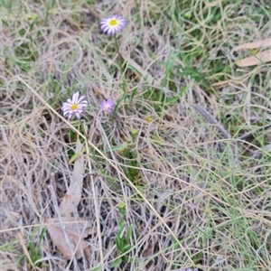 Calotis scabiosifolia var. integrifolia at Rendezvous Creek, ACT - 9 Nov 2024 03:46 PM