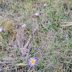 Calotis scabiosifolia var. integrifolia at Rendezvous Creek, ACT - 9 Nov 2024