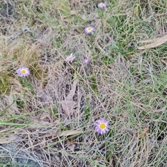 Calotis scabiosifolia var. integrifolia at Rendezvous Creek, ACT - 9 Nov 2024