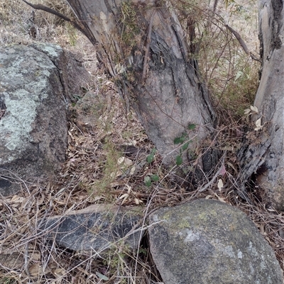 Clematis leptophylla (Small-leaf Clematis, Old Man's Beard) at Chisholm, ACT - 11 Nov 2024 by PatMASH