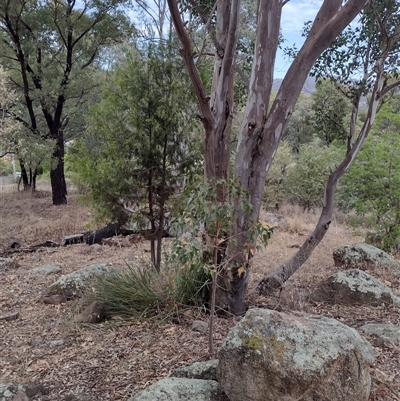 Exocarpos cupressiformis (Cherry Ballart) at Chisholm, ACT - 11 Nov 2024 by PatMASH