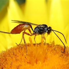 Heteropelma scaposum (Two-toned caterpillar parasite wasp) at Acton, ACT - 9 Nov 2024 by TimL